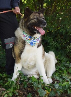 MACI K ADOPCI - přátelská, hravá, vděčná, vhodná k dětem - 9