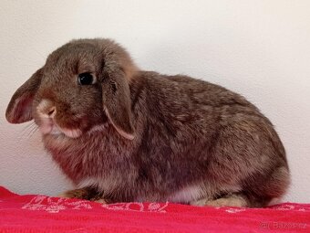 Volná samička - Anglický Zakrslý Beránek MiniLop🍑🧡 - 9