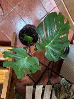 Monstera pokojovky - 9