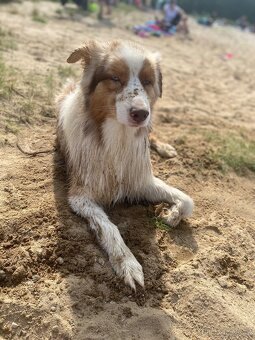 Australský ovčák ke krytí - 9