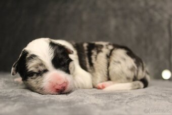 Štěňátka border kolie s PP - 9