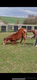 TOP Quarter horse - 9