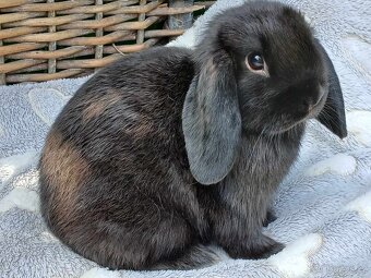 Anglický Zakrslý Beránek MINILOP✅ - 9