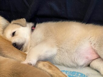 Štěňátka z mixu BOxLabrador s NOxHusky - 9