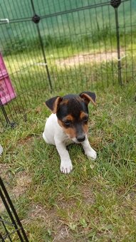 Jack Russell teriér štěňata - 9