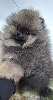 Pomeranian s PP FCI - 9