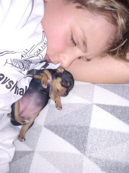 Pražský krysařík - 9