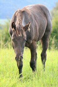 Připouštění Qh hřebcem Silver Black Harry - 9