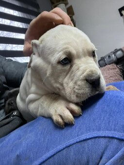 CANE CORSO STRAW/WHITE a modré - 9