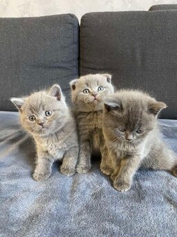 Britská kotjatka - 9