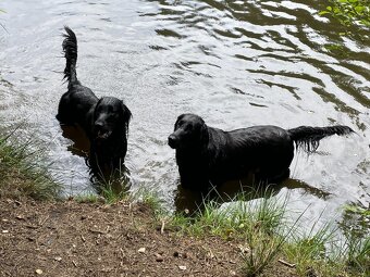 Flat Coated Retriever - štěňata bez PP - 9