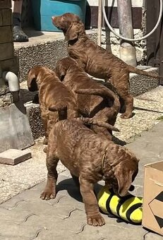 Chesapeake bay retriver (jako hnědý labrador, retrívr) s PP - 9