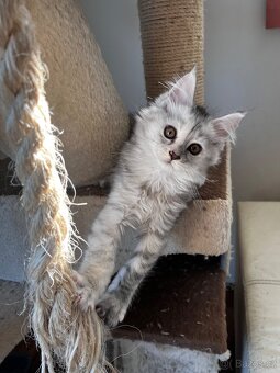 kotatko maine coon s PP/Frost - 9