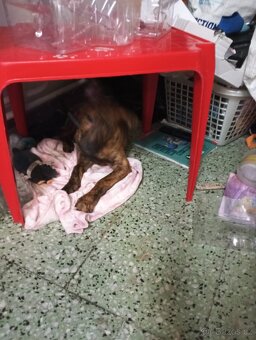 Štěně křížence - 9