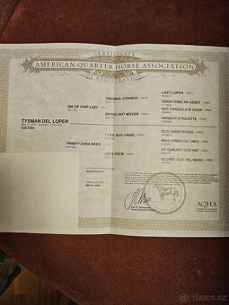 QH roční valášek- Při rychlém jednání cena 110.000,- - 9