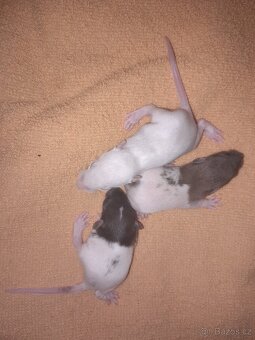 dumbo a klasický potkani - 9