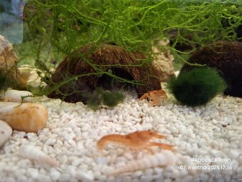 CPO mini ráček - Cambarellus patzcuarensis orange - 9