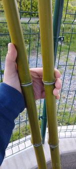 Obří mrazuvzdorný bambus phyllostachys, Vsetín - 9