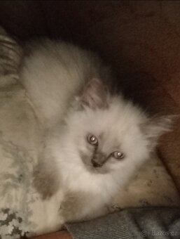 Ragdoll koťátka bez PP - 9