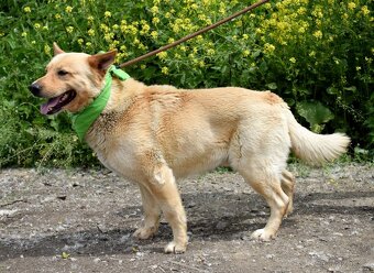 ZIPPY K ADOPCI - 5 LET, VESELÝ, ODDANÝ,ZVĚDAVÝ - 9