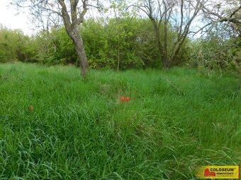 Znojmo, zahrada 609 m2, elektřina, voda, ovocné stromy - zah - 9