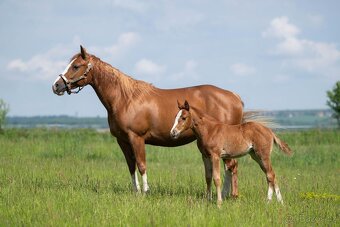AQH TOP klisna po PG Gunpowder - 9