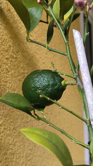 Prodám plodící citroník MEYER (č.68a) - 9