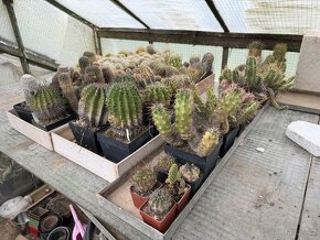 Prodám kaktusy - sbírka - 9
