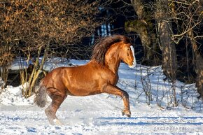 Perfektní klisna pro juniory do mezinárodní všestrannosti - 9