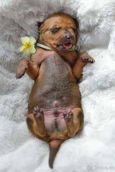 Rhodesky Ridgeback - 9