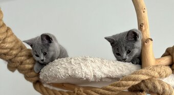 Britská modrá krátkosrstá kočka s PP - 9