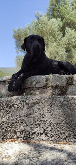Stěně Labrador - 9