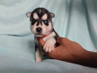 Sibiřský husky štěně štěňata štěňátka - 9