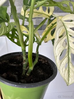 Monstera Adansonii Japanese Tricolor - 9