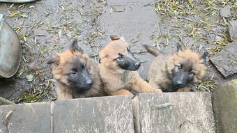 Šťěňata ovčáka NOxBO - 9