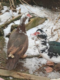 Kachna pižmová - 9