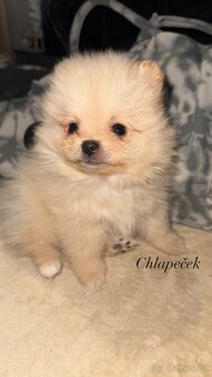štěňátka pomeranian - 9