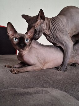 Kanadský sphynx - 9