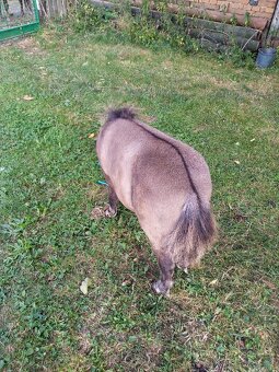 Shetland pony s pp - 9