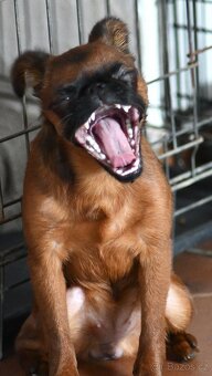 brabantík - štěně s pp - 9