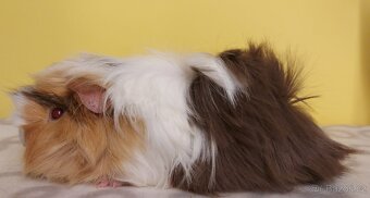 Morčata s PP a VP - 9