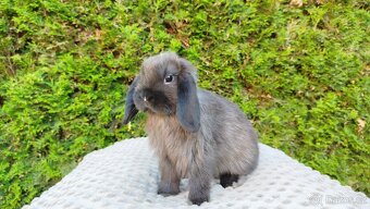 Zakrslý beránek, králíček, králík - PATRIK - 9