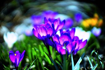 Zenitar-C 1,2/50mm bajonet Canon EF pro Sony E - 9