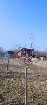 Stříhání , výsadba ovocných stromů - 9