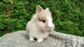 Zakrslý králík, králíček -(lvíček)-TONIČKA - 9
