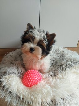 Biewer yorkshire terrier - 9