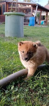 Shiba-Inu - štěňata - 9