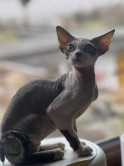 Devon rex koťátka s PP - 9