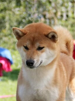 Shiba inu s PP - 9