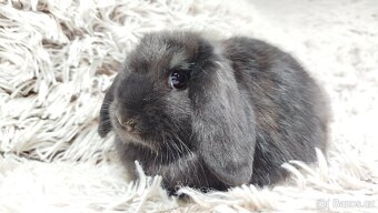 Zakrslý beránek, králíček, králík - BRUNO - 9